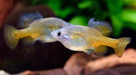 紅球魚水溫|一群不需要加溫的小型觀賞魚：谷鱂科胎生鱂